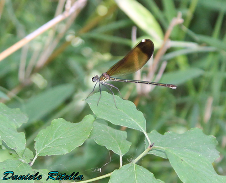 Richiesta identificazione grazie! Calopteryx haemorrhoidalis